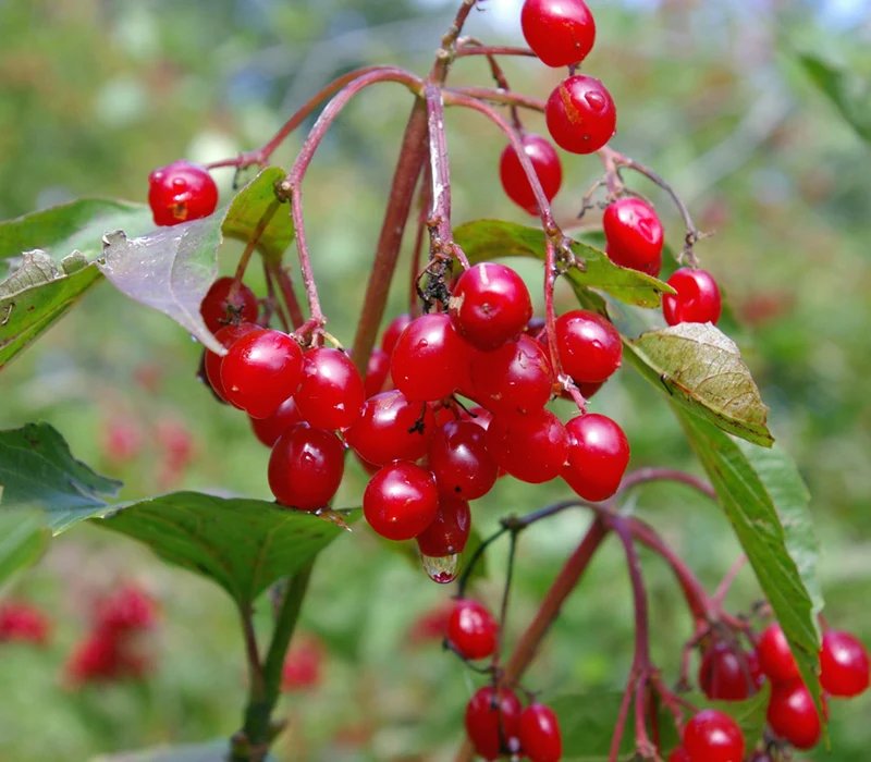 American Highbush Cranberry Fruit Seeds