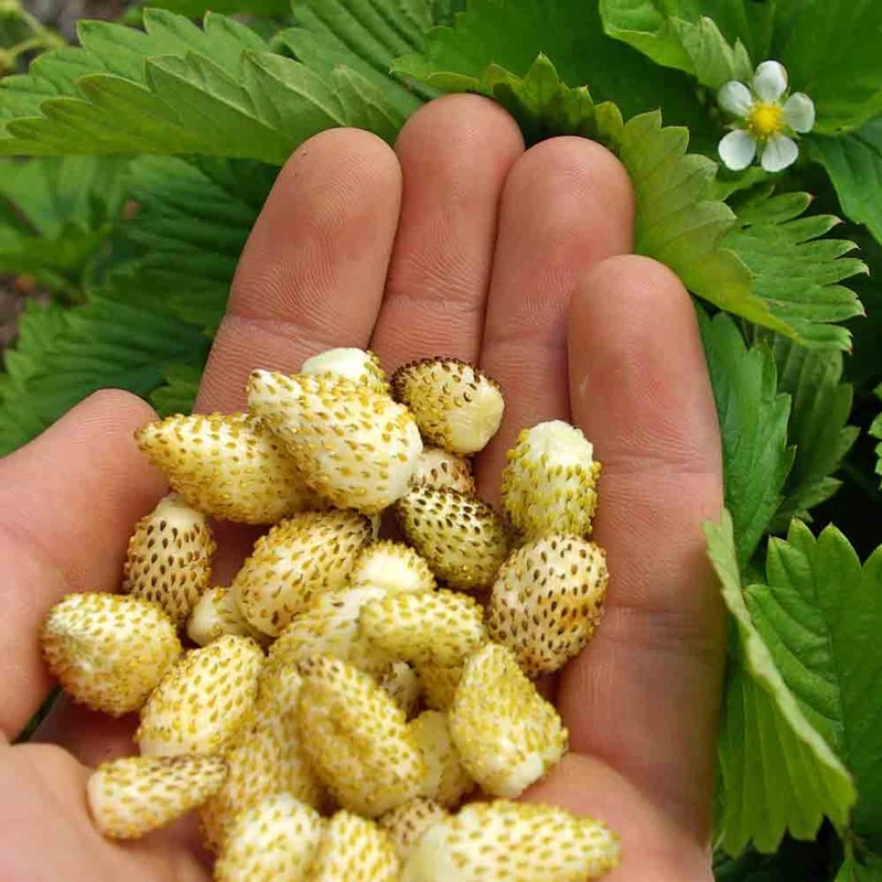 Yellow Wonder Strawberry Seeds