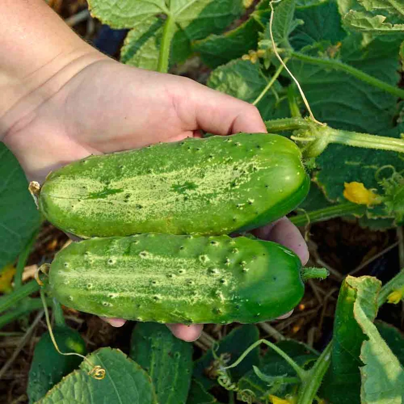 Boston Pickling Cucumber Seeds