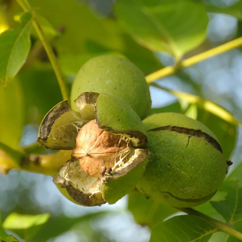 English Walnut Tree Seeds