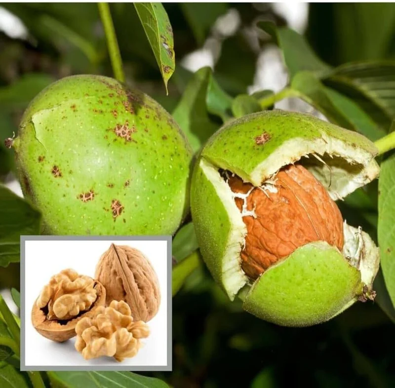 English Walnut Tree Seeds