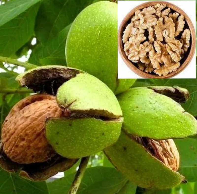 English Walnut Tree Seeds