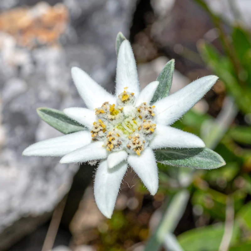 Édelweiss 'Edelweiss'
