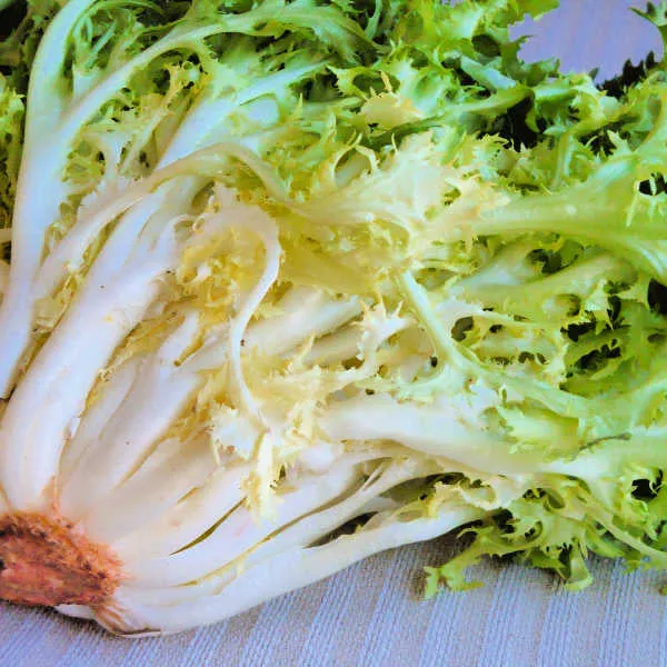 Endive frisée 'Pancalieri a Costa Rosata' (Cichorium endivia)