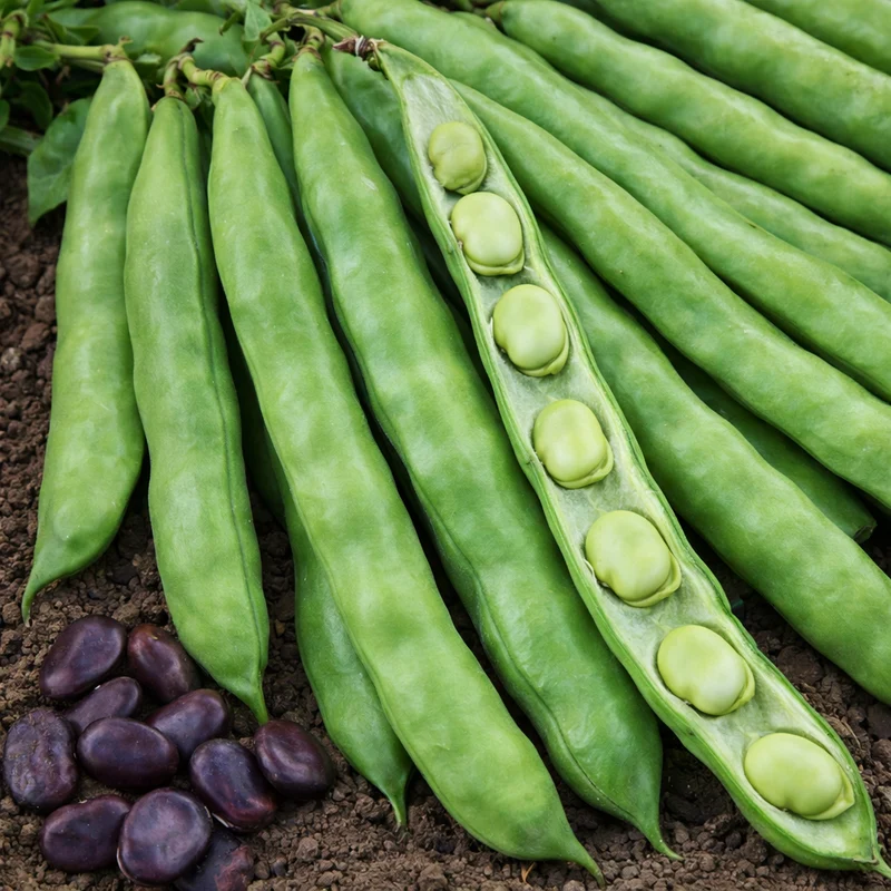 Fève des marais 'Extra Precoce Violetto' (Vicia faba)