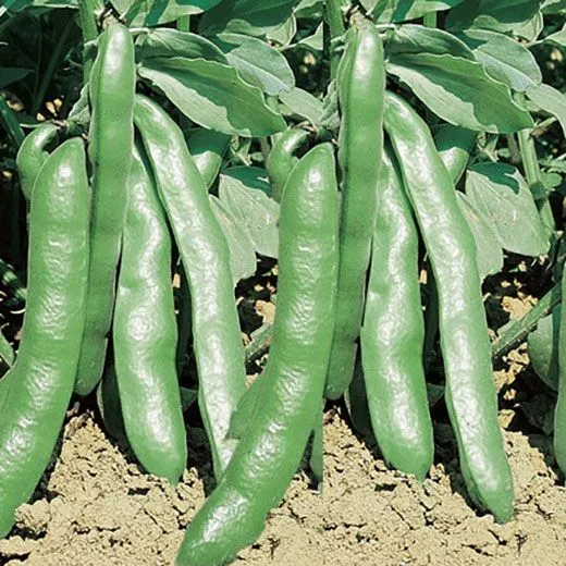 Fève des marais 'Extra Precoce Violetto' (Vicia faba)