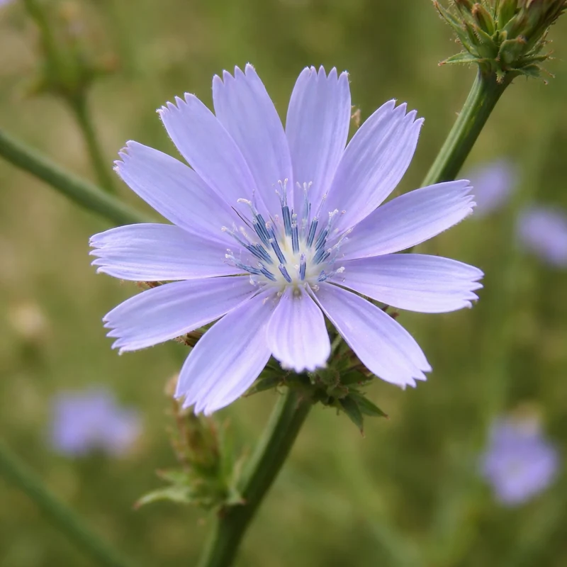 Chicorée sauvage (Cichorium intybus)