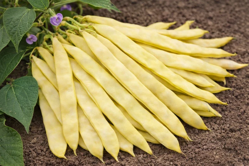 Haricot nain 'Supernano Giallo' (Phaseolus vulgaris)