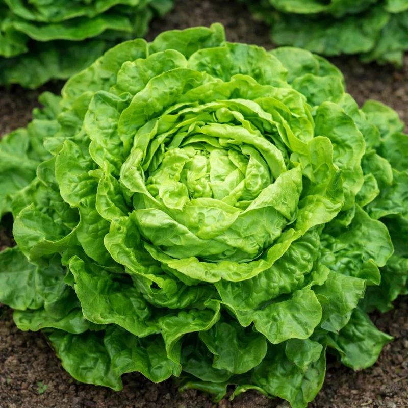 Laitue 'KS Attraction' (Lactuca sativa)