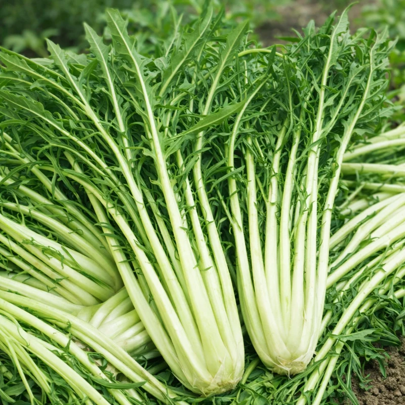 Chicorée-feuille 'Catalogna Cicoriella' (Cichorium intybus)