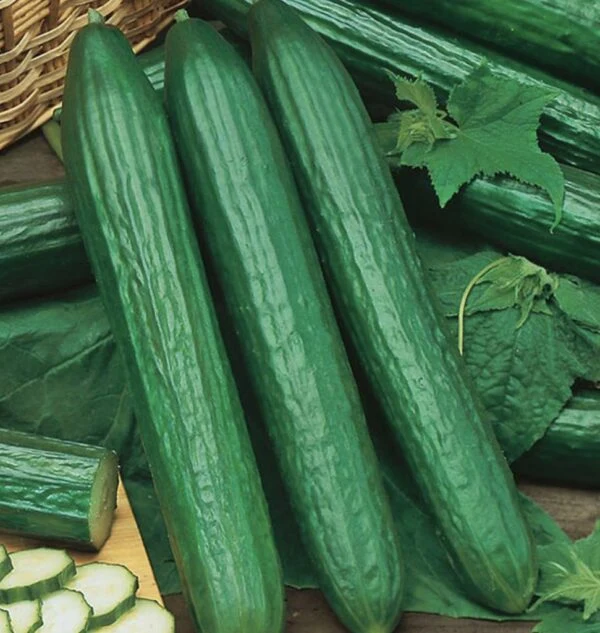 Concombre 'Telegraph Long' (Cucumis sativus)