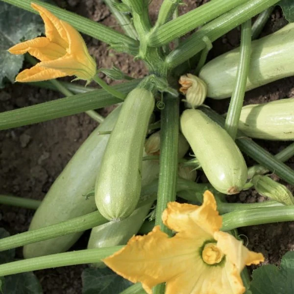 Zucchini 'Di Trieste' (Cucurbita pepo)