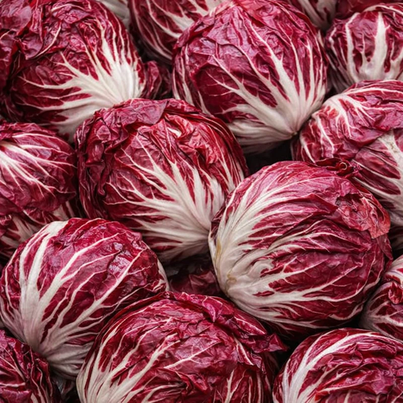 Chicorée 'Palla Rossa' (Cichorium intybus)