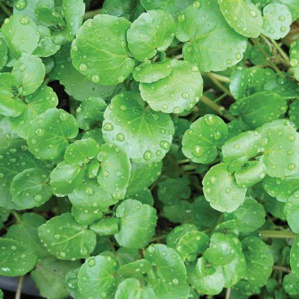 Cresson de fontaine (Nasturtium officinale)