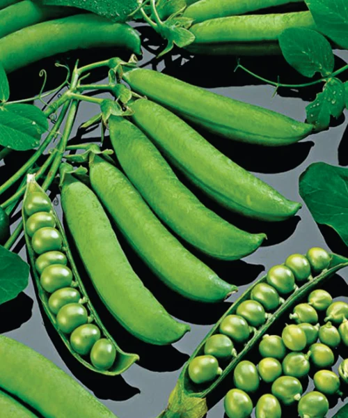 Pois nain 'Progress 9' (Pisum sativum)
