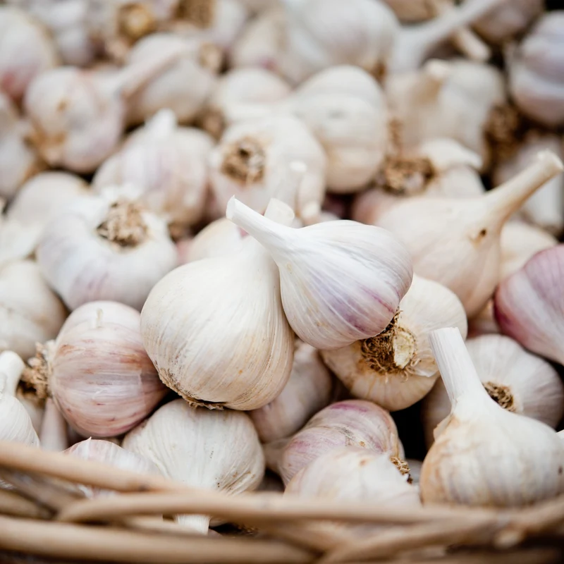 Ail Music Bio ( Allium sativum var. ophioscorodon )