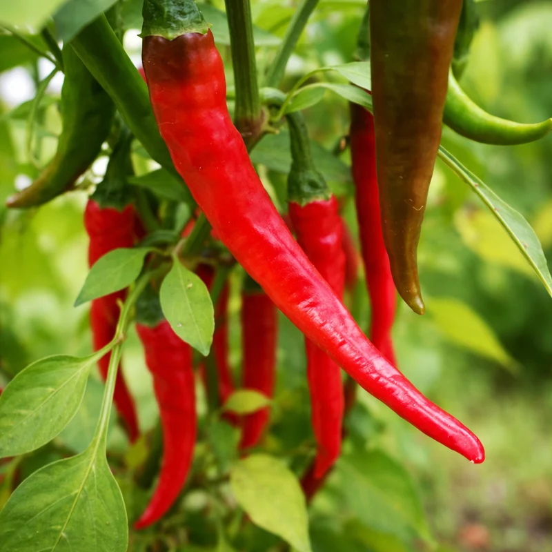 Piment fort long 'Cayenne Rouge' bio
