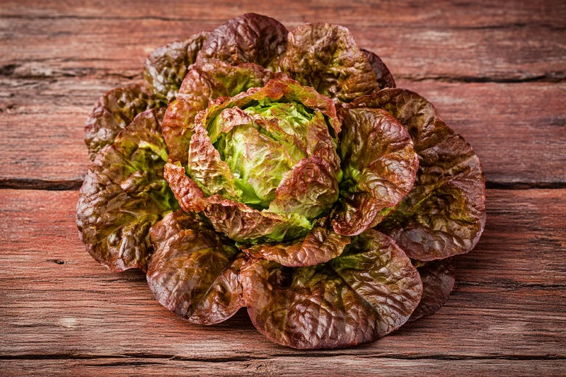 Laitue 'Merveille des Quatre Saisons' bio