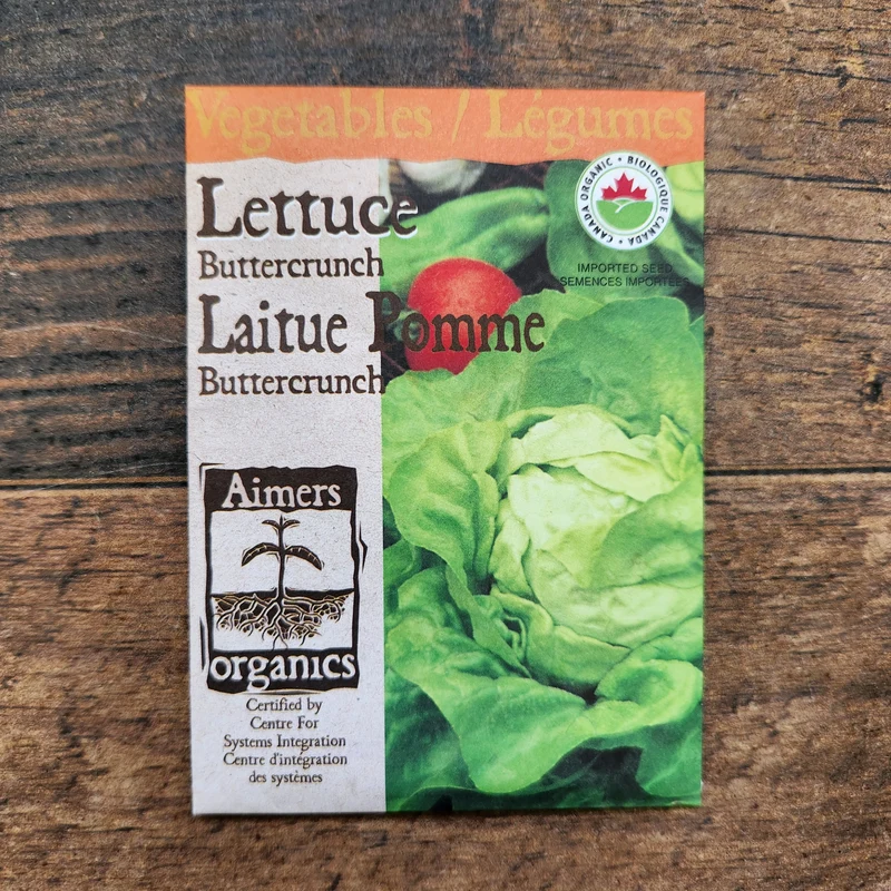 Laitue pommée 'Buttercrunch' bio