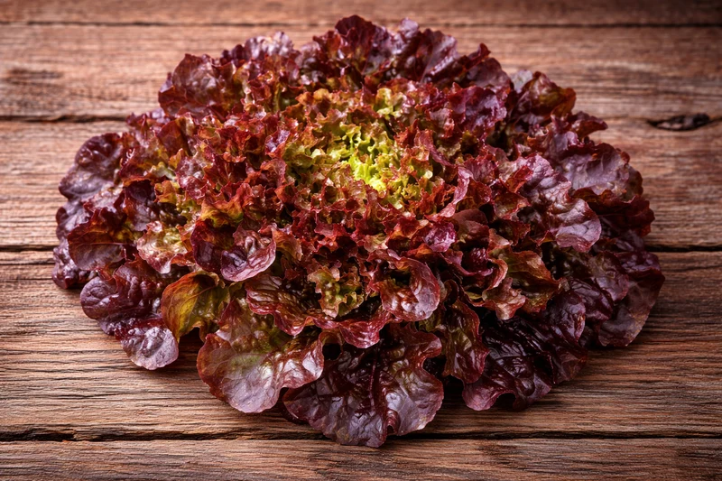 Laitue 'Red Salad Bowl' bio