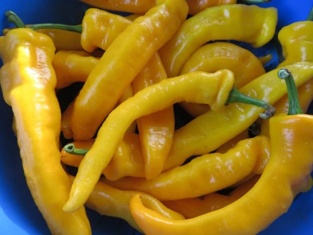 Poivron ‘Petit Jaune d'Antibe’ ( Capsicum annuum )