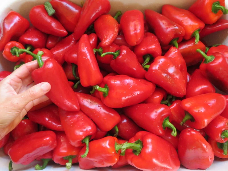 Poivron ‘Lipstick’ ( Capsicum annuum )