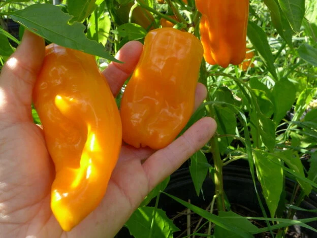 Poivron ‘Petit Marseillais’ ( Capsicum annuum )