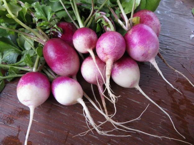 Radis ‘Diana’ ( Raphanus sativus )