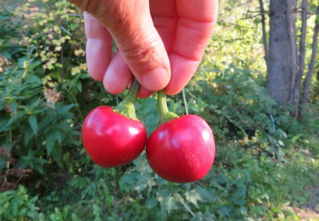 Poivron ‘Sweet Cherry’ ( Capsicum annuum )