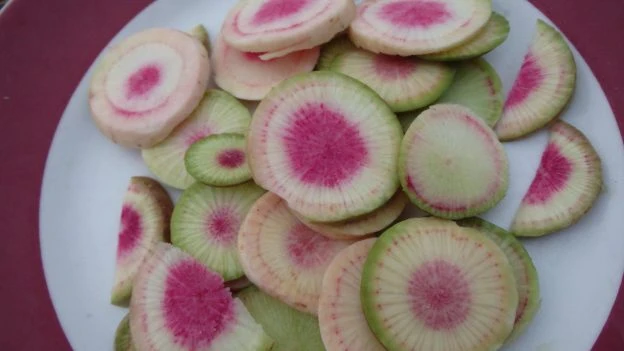 Radis ‘Misato rose’ ( Raphanus sativus )