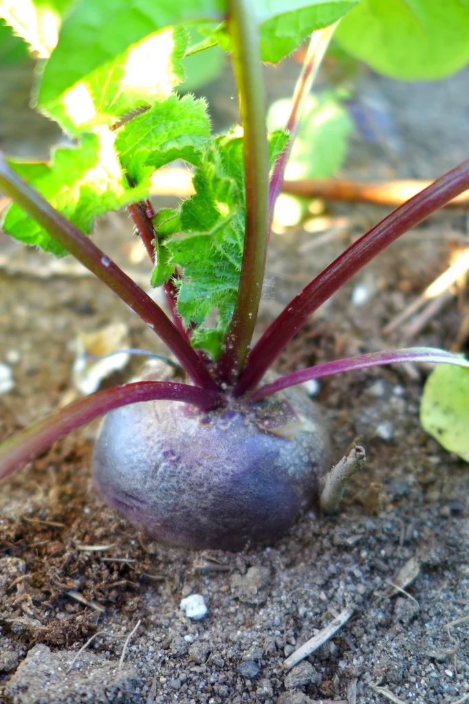 Radis ‘Malaga’ ( Raphanus sativus )