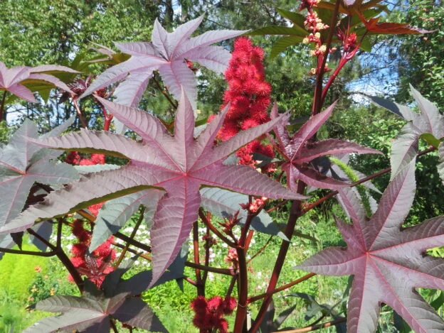 Ricin ( Ricinus communis )