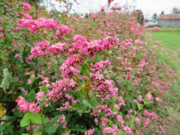 Sarrasin à fleurs rouges ( Fagopyrum esculentum )