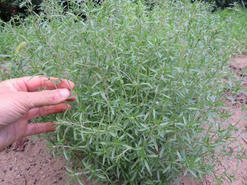 Sarriette ( Satureja hortensis )