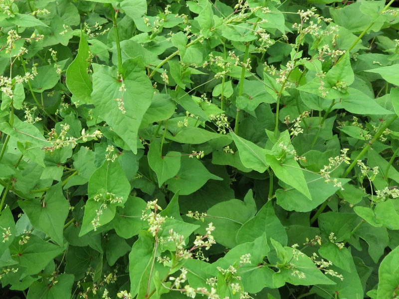 Sarrasin vert ( Fagopyrum tataricum )