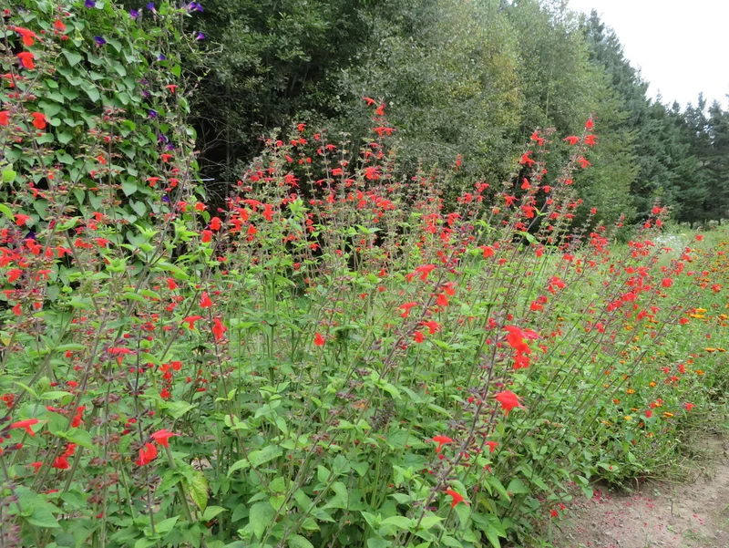 Sauge ‘Écarlate’ ( Salvia coccinea )