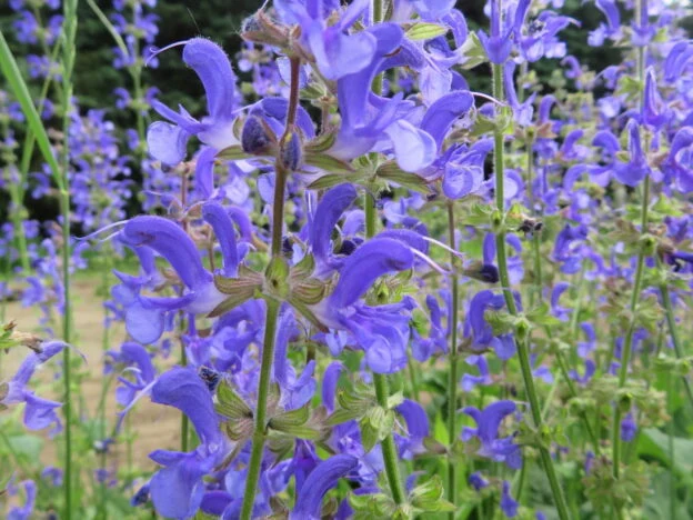 Sauge des prés ( Salvia pratensis )