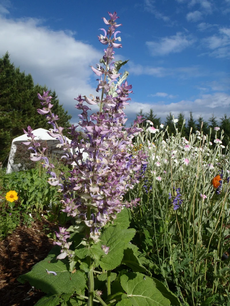 Sauge ‘Sclarée’ ( Salvia sclarea )
