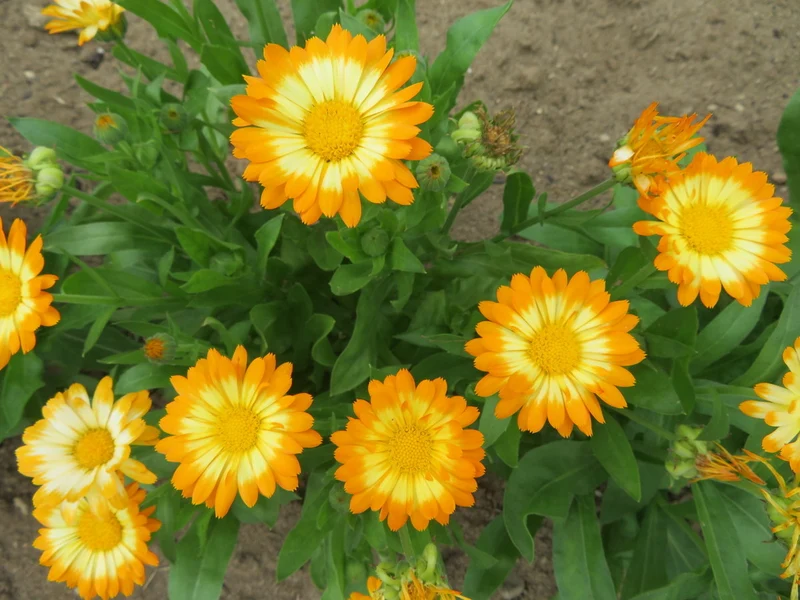 Souci ‘Oopsy Daisy’ ( Calendula officinalis )