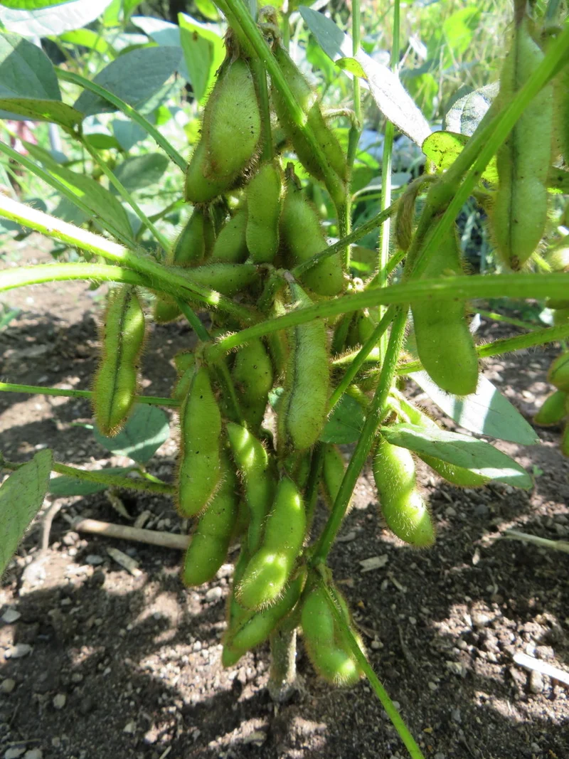 Soya ‘Envy’ ( Glycine max )