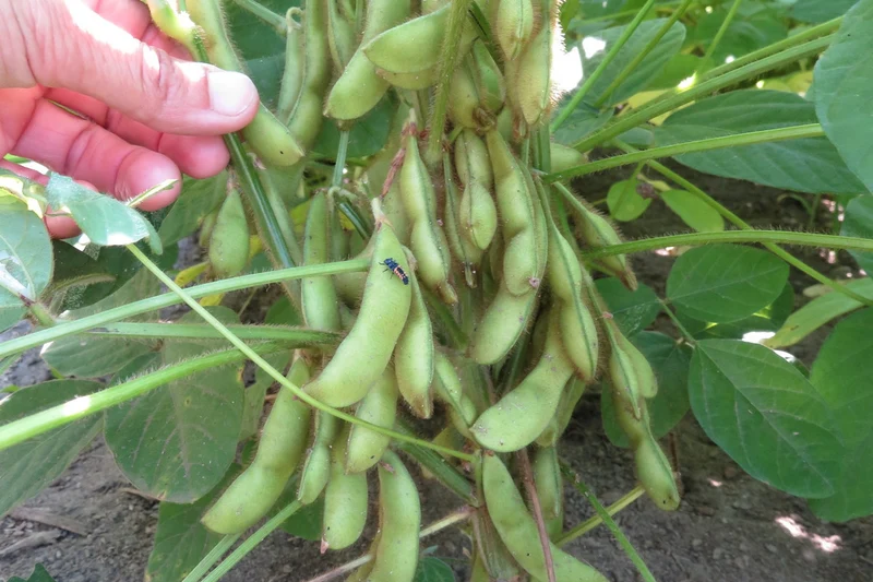Soya ‘Beer Friend’ ( Glycine max )