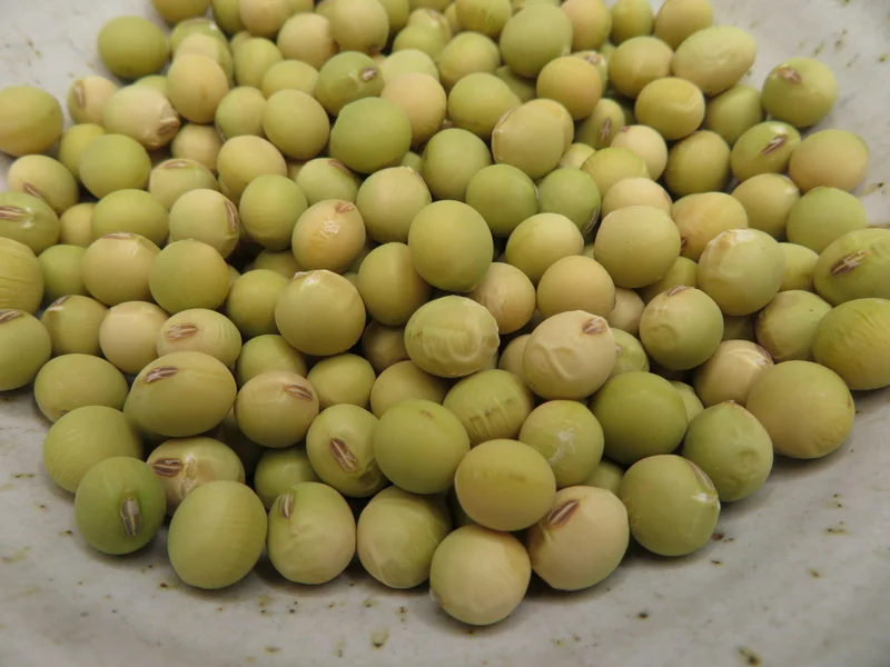 Soya ‘Beer Friend’ ( Glycine max )