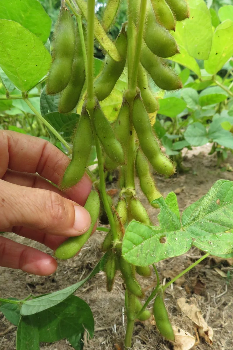 Soya ‘Fiskeby’ ( Glycine max )