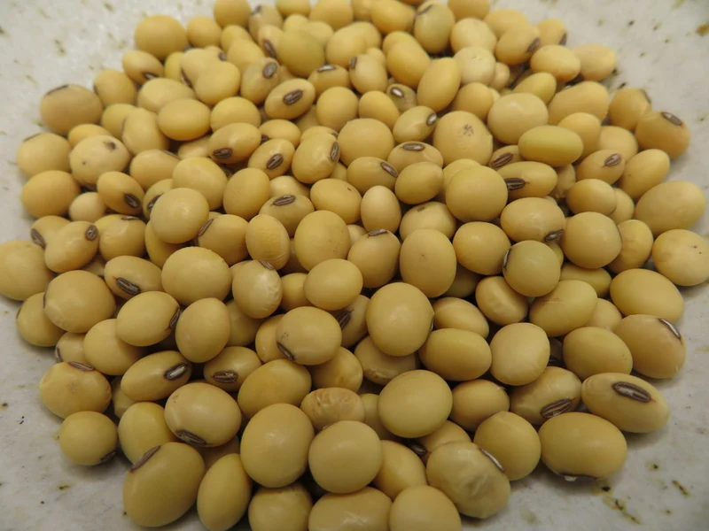 Soya ‘Fiskeby’ ( Glycine max )