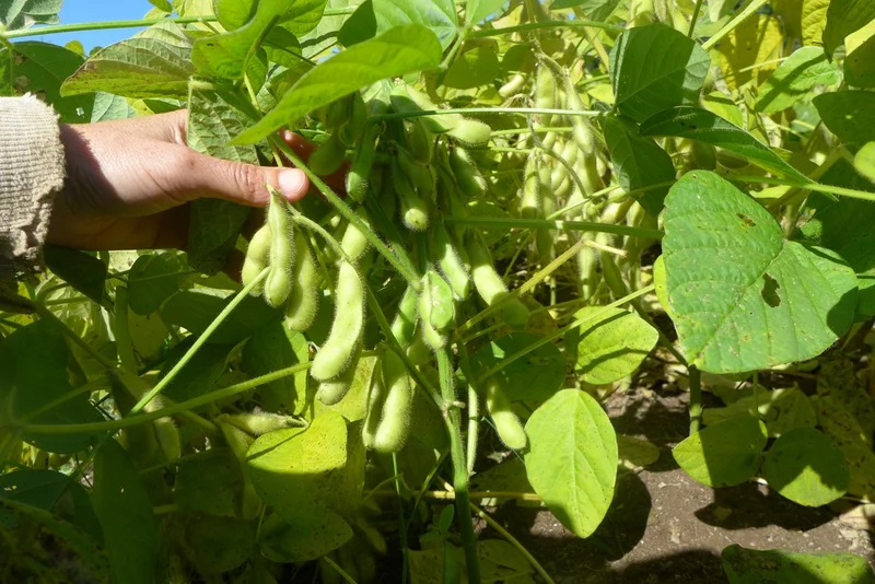 Soya ‘Géant vert’ ( Glycine max )