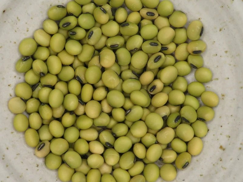 Soya ‘Géant vert’ ( Glycine max )