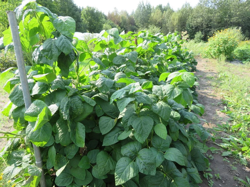 Soya ‘Galaxy’ ( Glycine max )
