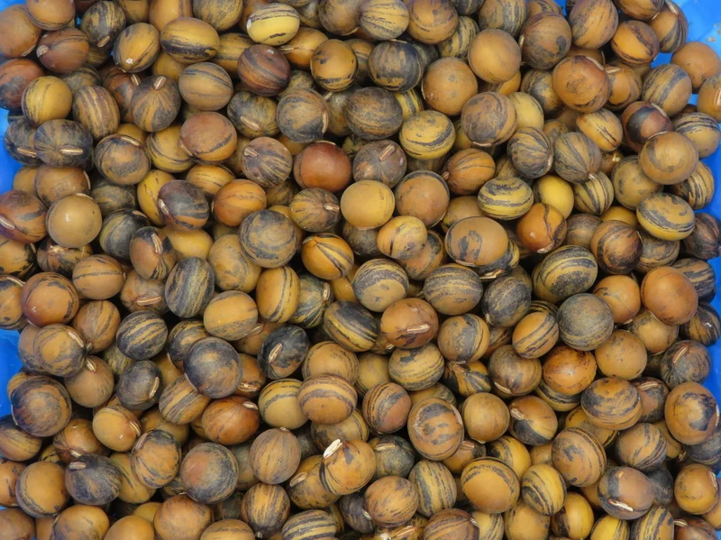 Soya ‘Galaxy’ ( Glycine max )