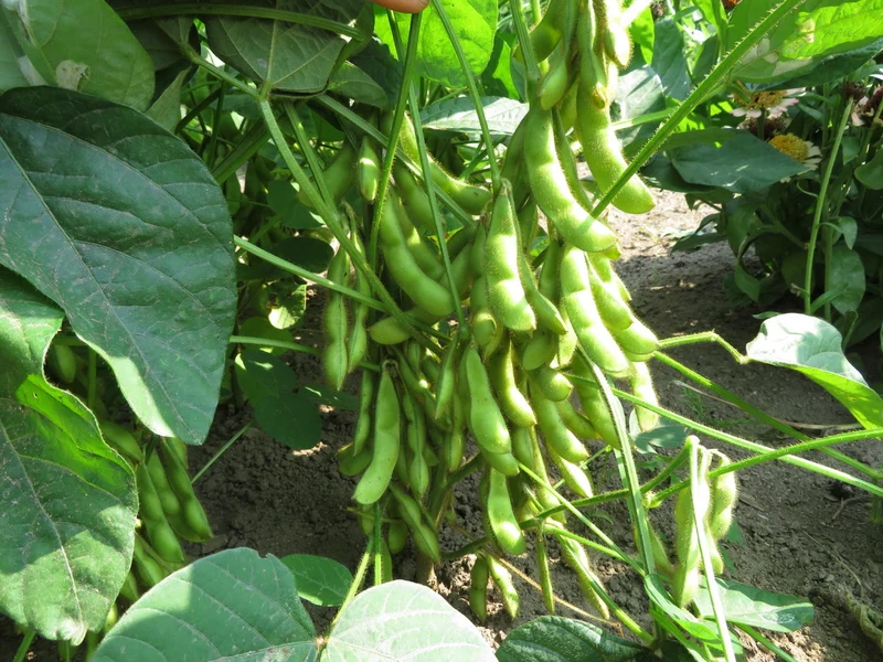 Soya ‘Hakucho’ ( Glycine max )