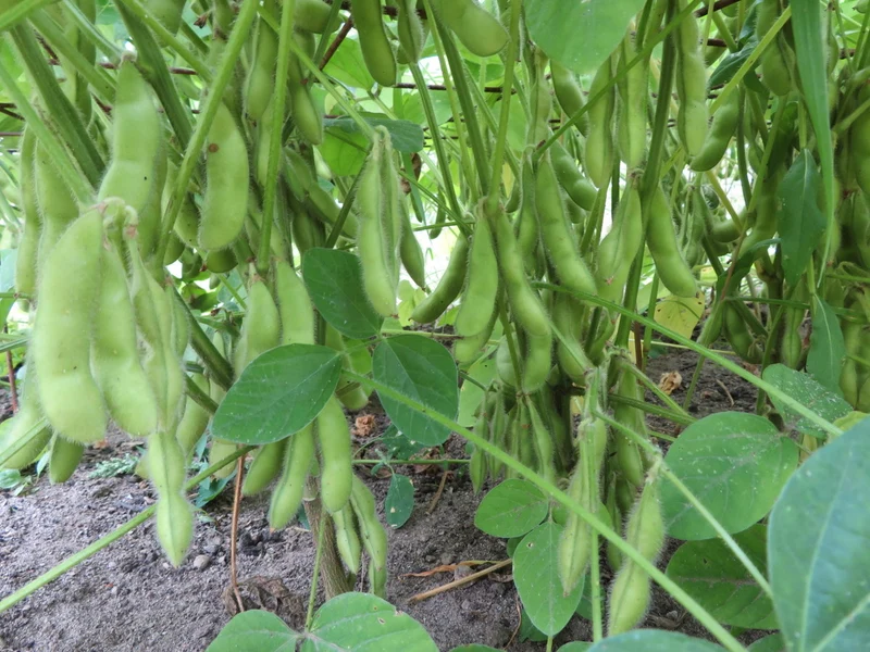 Soya ‘Karikachi’ ( Glycine max )